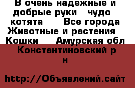 В очень надежные и добрые руки - чудо - котята!!! - Все города Животные и растения » Кошки   . Амурская обл.,Константиновский р-н